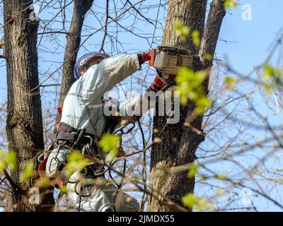 Un travailleur dans un casque au sommet d'un arbre coupe une branche avec une tronçonneuse. Banque D'Images