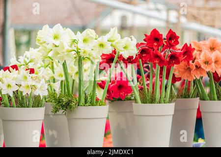 Fleur d'amaryllis rouge et blanc Banque D'Images