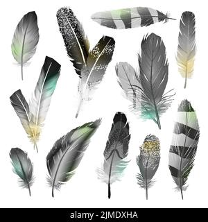 Oiseau noir et blanc plumes réalistes ensemble isolé vecteur illustration Illustration de Vecteur