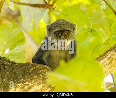 Singe à gorge blanche (cercopithecus albogularis) dans un arbre, Kenya, Afrique Banque D'Images