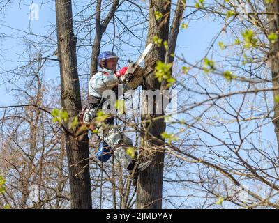 Un travailleur dans un casque au sommet d'un arbre coupe une branche avec une tronçonneuse. Banque D'Images