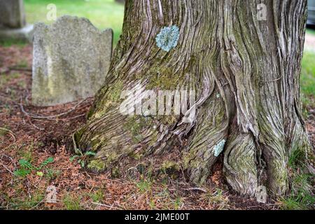 Texture tourbillonnante écorce d'arbre dans le cimetière par ancienne pierre grave. Banque D'Images