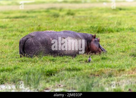 Hippo dans le parc national d'Amboseli, Kenya, Afrique Banque D'Images