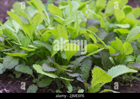 Jeunes plants de moutarde (Brassica alba) dans le jardin biologique en automne Banque D'Images