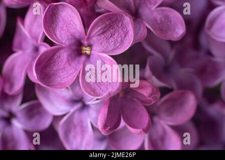 Macro image de printemps fleurs lilas. Banque D'Images