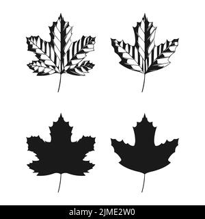 Illustration vectorielle de feuilles sycomore isolées sur fond blanc. Clip en feuille d'érable Banque D'Images