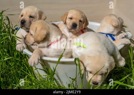 Panier avec chiots du labrador Banque D'Images