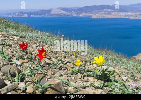 Tulipe de Schrenck sur une pente de montagne en argile rocheuse. Crimée. Banque D'Images