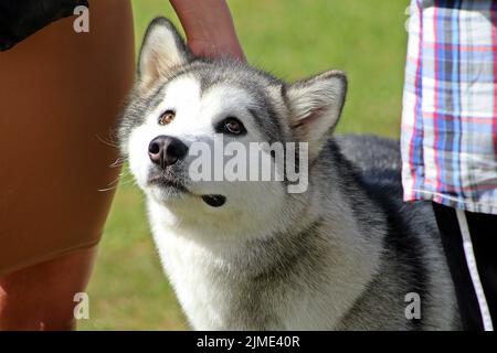 EXETER, DEVON - 18 MAI 2017 Devon County Agricultural Show - exposition pour chiens avec manutentionnaire, herbe verte et fils Banque D'Images