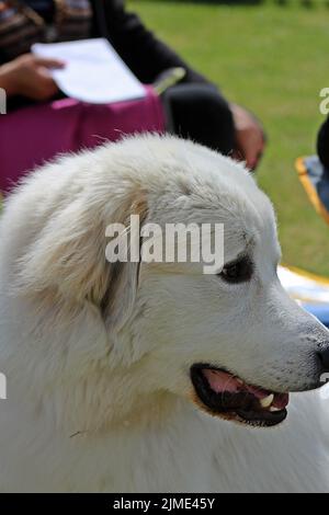 EXETER, DEVON - 18 MAI 2017 Devon County Agricultural Show - exposition pour chiens avec manutentionnaire, herbe verte et fils Banque D'Images