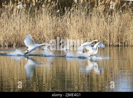 Un Cygne muet (cygnus olor) dans le Ziegeleipark, Heilbronn, Allemagne Banque D'Images