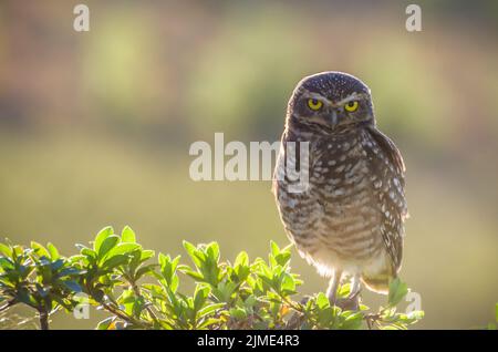 Belle chouette (Glaucidium minutissimum) dans le vignoble Banque D'Images