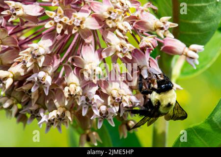 Une abeille bourdonnante se nourrit du nectar de l'herbe à lait commune dans un pré du comté de Waukesha, Wisconsin. Banque D'Images
