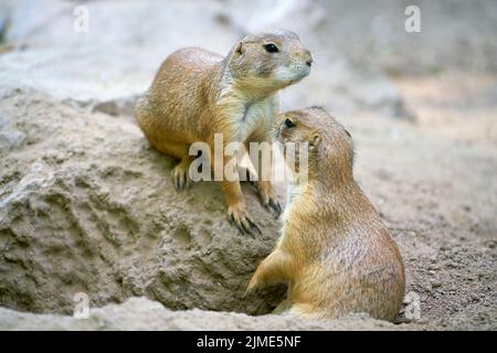 Deux chiens de prairie à queue noire (Cynomys ludovicianus) Banque D'Images