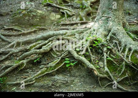 Les racines des arbres moucherons s'étendent le long du plancher de la forêt avec une nouvelle croissance verte et de la mousse Banque D'Images