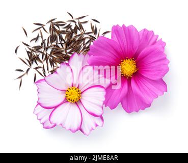 Fleurs COSMOS avec graines isolées sur blanc Banque D'Images