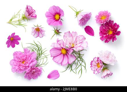 Ensemble de fleurs Cosmos isolées sur blanc Banque D'Images