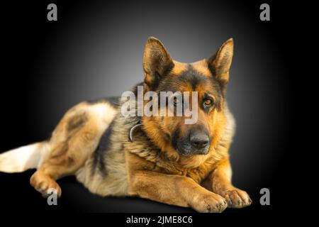 Portrait du Berger allemand en face d'un fond noir Banque D'Images