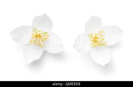 Fleurs de jasmin isolées sur fond blanc Banque D'Images