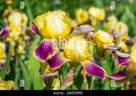 Gros plan sur les fleurs en iris violet et jaune Banque D'Images