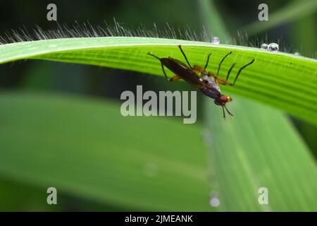 Une longue mouche à pattes perchée à l'envers sous l'herbe verte. Banque D'Images