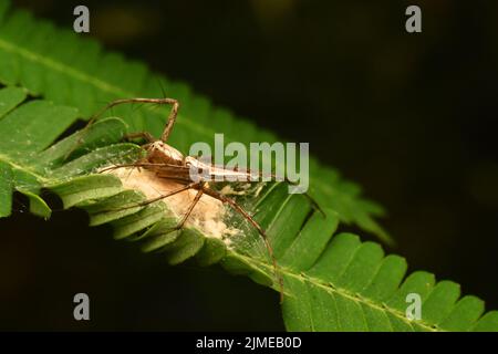 Une araignée Lynx qui garde ses œufs. Banque D'Images