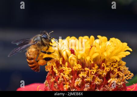 Gros plan photo de l'abeille collectant le nectar sur la fleur de zinnia. Banque D'Images