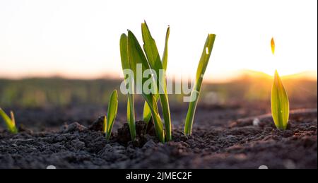 Pousses de grain surcultivé sur un champ dans le sol. Soleil du matin. Dommages aux pousses d'orge mangées par les ravageurs Banque D'Images