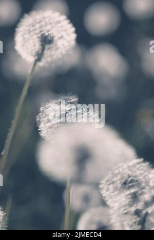 Boules de pissenlit blanches dans la lumière du soir Banque D'Images
