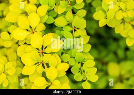 Feuilles vertes jaunes de baryère japonaise dorée, Berberis thunbergii Aurea feuillage fond Banque D'Images