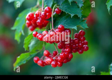 Branche de viburnum rouge ou de guelder rose avec baies mûres sur la brousse (Viburnum opulus) Banque D'Images