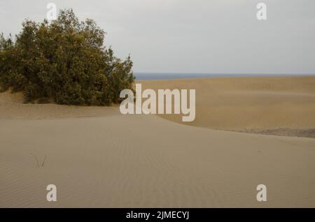 Arbre Tamarix canariensis à moitié enterré par le sable. Réserve naturelle des dunes de Maspalomas. San Bartolomé de Tirajana. Grande Canarie. Îles Canaries. Espagne. Banque D'Images