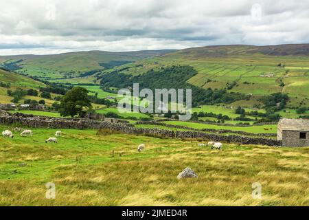 Swaledale dans les Yorkshire Dales. La route haute menant d'Askrigg à Gunnerside au-dessus de la lande de tétras avec la rivière Swale, les pâturages, les granges, les livest Banque D'Images