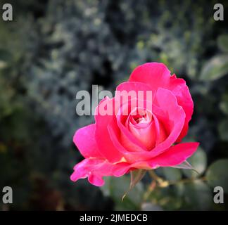 Belle rose rouge dans le jardin. Parfait pour carte de souhaits Banque D'Images