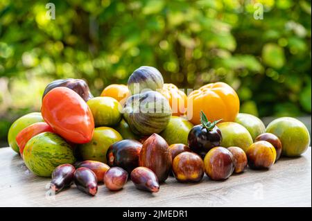 tomates fraîchement cueillies de différentes variétés et couleurs sur une table dans le jardin, en gros plan Banque D'Images