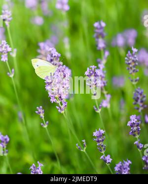 Magnifique Gonepteryx rhamni jaune ou papillon commun de brimstone sur une fleur de lavande pourpre Banque D'Images