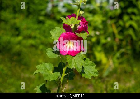 Fleur de malow rouge, Alcea rosea, floraison dans le jardin. Banque D'Images