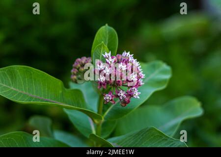 Vatochnik syriac, lilas petites fleurs dans le bourgeon Banque D'Images