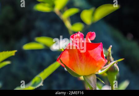 Belle rose rouge dans le jardin. Parfait pour carte de souhaits Banque D'Images