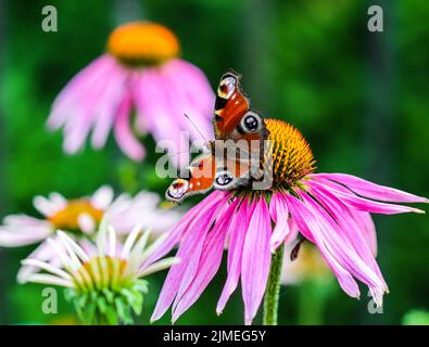 Beau papillon européen de Peacock coloré sur fleur pourpre Echinacea dans jardin ensoleillé. Banque D'Images