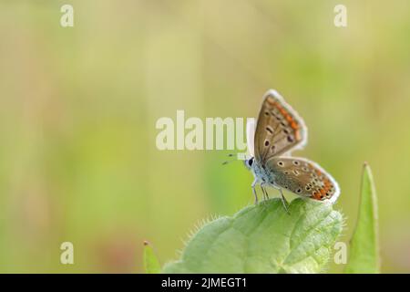 Papillon bleu commun femelle (Polyommatus icarus). Banque D'Images