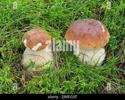 Penny Bun, SCEP, Porcini, Roi Bolete, Boletus edulus Banque D'Images