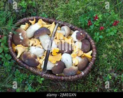 Panier de champignons avec champignons porcini et chanterelles Banque D'Images