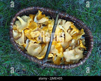 Panier avec chanterelles Banque D'Images