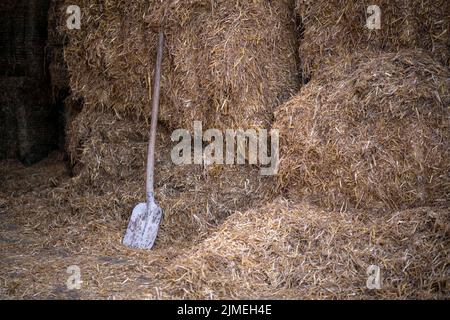 Bêche contre balles de paille dans un hangar de bétail dans une ferme laitière aux pays-Bas Banque D'Images