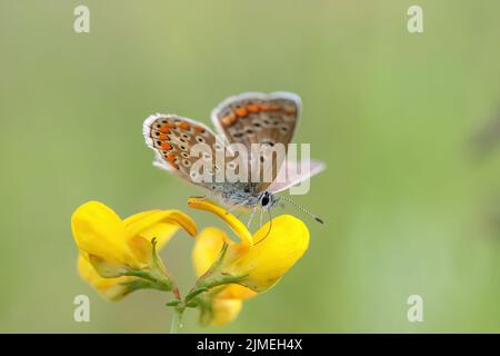 Papillon bleu commun femelle (Polyommatus icarus). Banque D'Images