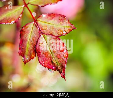 Feuille de rose rouge avec gouttes de pluie dans le jardin d'automne. Bokeh avec réflexion de la lumière Banque D'Images