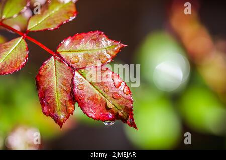 Feuille de rose rouge avec gouttes de pluie dans le jardin d'automne. Bokeh avec réflexion de la lumière Banque D'Images