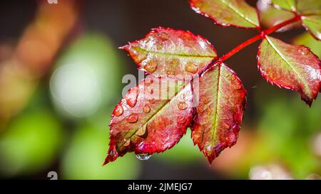 Feuille de rose rouge avec gouttes de pluie dans le jardin d'automne. Bokeh avec réflexion de la lumière Banque D'Images