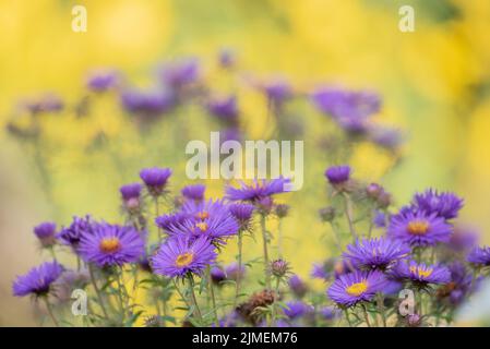 Aster automne Banque D'Images